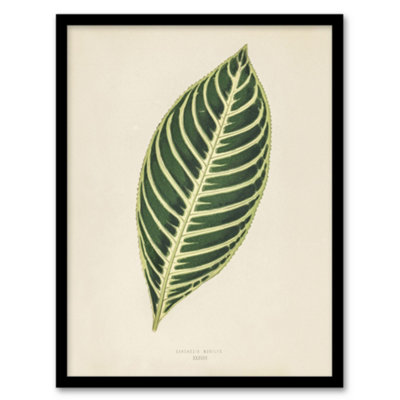 B&Q -  Vintage Botanical Tiger Plant Leaf Fawcett Framed Wall Art Print A3