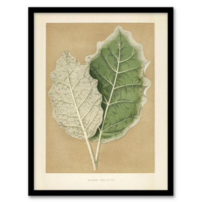 B&Q -  White Margined Nightshade Leaves Fawcett Framed Wall Art Print A3