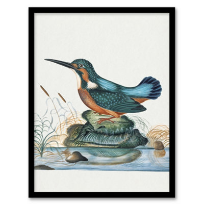 B&Q -  Common Kingfisher Vintage Illustration Bolton Framed Wall Art Print A3
