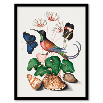Artery8 Hummingbird Cyclamen Butterflies Seashells Bolton Framed Wall Art Print A3 from B&Q