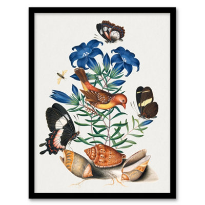 B&Q -  Red Avadavat Swallowtail And Shells Bolton Framed Wall Art Print A3