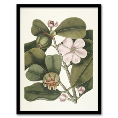 Artery8 Balsam Tree Flower Vintage Botanical Catesby Framed Wall Art Print A3 from B&Q