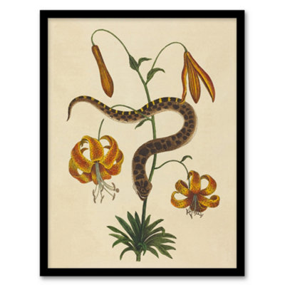 Artery8 Hog Nose Snake And Tiger Lily Mark Catesby Framed Wall Art Print A3 from B&Q