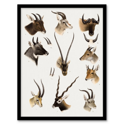 B&Q -  Bovidae Animals Vintage Illustration Lydekker Framed Wall Art Print A3