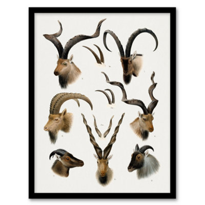 Artery8 Vintage Illustration Bovidae Animals Lydekker Framed Wall Art Print A3