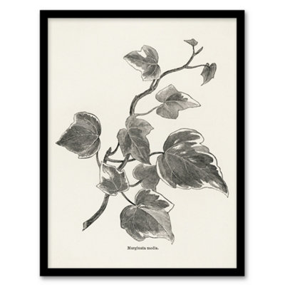 B&Q -  Vintage Botanical Marginata Ivy Hibberd Framed Wall Art Print A3