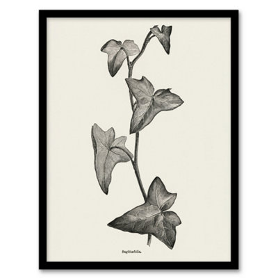 B&Q -  Vintage Botanical Sagittifolia Ivy Hibberd Framed Wall Art Print A3