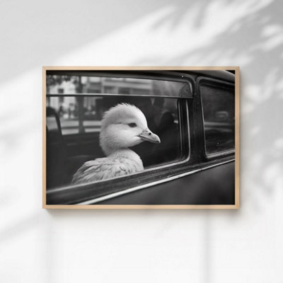 60 Second Makeover Limited Duck In A Car Print Poster A3 Size from B&Q