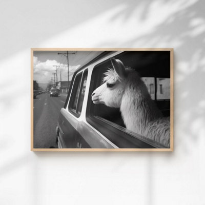 60 Second Makeover Limited Llama In A Car Print Poster A3 Size from B&Q