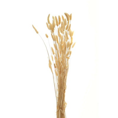 B&Q -  Bunny Tail Dried Plant Natural (One Size)