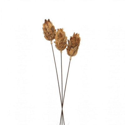 B&Q -  Protea Dried Plant Natural (One Size)