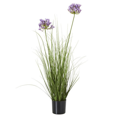 B&Q -  Agapanthus Plant Pot Green/purple (One Size)