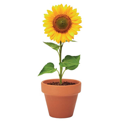 Midocean Sunflower Terracotta Seed Plant Pot Wood (5Cm X 6Cm X 5.5Cm) from B&Q