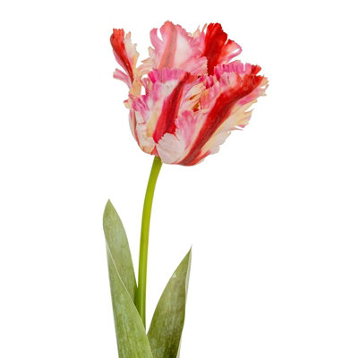 Hill Interiors Parrot Tulip Artificial Flower Green/pink (One Size)