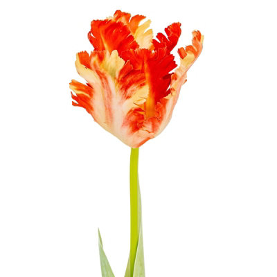 B&Q -  Parrot Tulip Artificial Flower Green/flame Orange (One Size)