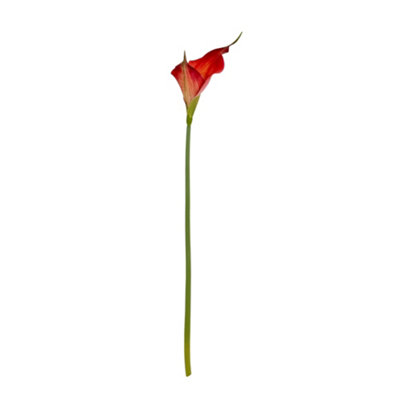 Hill Interiors Fireball Calla Lily Artificial Flower Red/red/green/green (One SizeOne Size) from B&Q