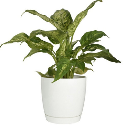 B2C Gloss Flowerpot Planter Pot With Saucer Plastic Modern Pre Drilled Round Tray 4.4L (D19Cm H18.5Cm) White from B&Q