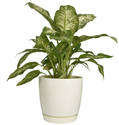 B2C Gloss Flowerpot Planter Pot With Saucer Plastic Modern Pre Drilled Round Tray 4.4L (D19Cm H18.5Cm) Ecru from B&Q