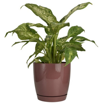 B2C Gloss Flowerpot Planter Pot With Saucer Plastic Modern Pre Drilled Round Tray 4.4L (D19Cm H18.5Cm) Pink Brown from B&Q