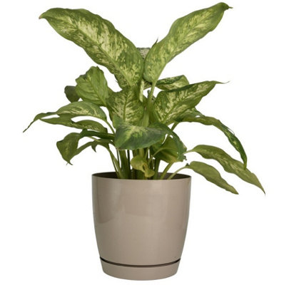 B2C Gloss Flowerpot Planter Pot With Saucer Plastic Modern Pre Drilled Round Tray 4.4L (D19Cm H18.5Cm) Taupe from B&Q