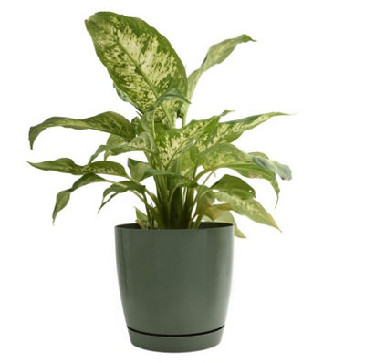 B2C Gloss Flowerpot Planter Pot With Saucer Plastic Modern Pre Drilled Round Tray 4.4L (D19Cm H18.5Cm) Green Tea from B&Q