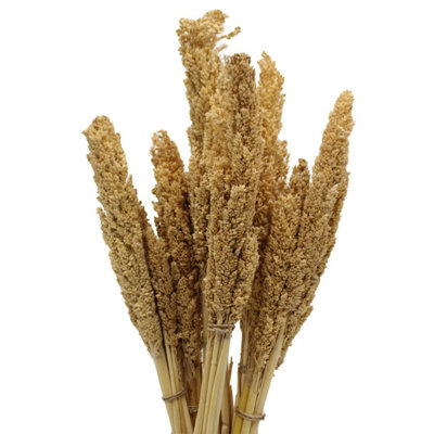 - Vibrant Cantal Grass BunchNatural Dried & Coloured Floral Decor