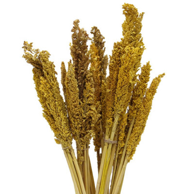  - Vibrant Cantal Grass BunchSustainable Dried Floral Decor (50Cm)