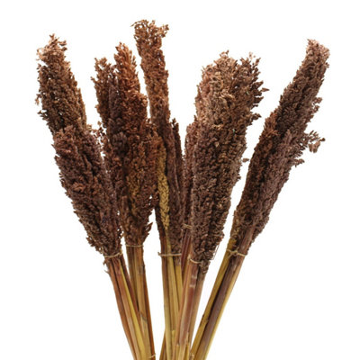  - Vibrant Cantal Grass BunchSustainable Dried Floral Decor (50Cm)