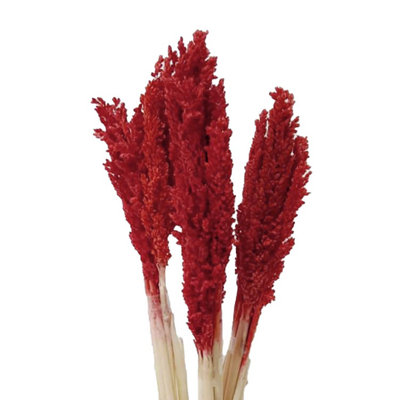  - Vibrant Cantal Grass BunchSustainable Dried Floral Decor (50Cm)