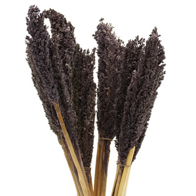 Vibrant Cantal Grass BunchDried & Coloured Floral Decor50Cm from B&Q