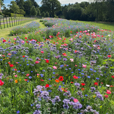 Garden Lawncare Guy The Bees Knees Wildflower Seeds 500G (250M²) from B&Q