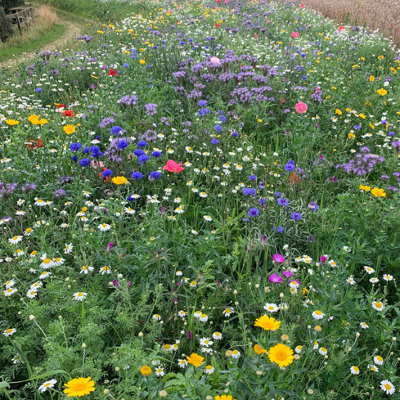 Garden Lawncare Guy Eco Meadow70% Grass & 30% Wildflower Seeds Mix 1Kg Bulk Pack from B&Q
