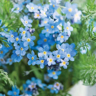 Oh So Precious Memorial Forget-Me-Not SeedsSuitable For Indoor/outdoor from B&Q