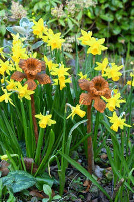 Rackhams Orange Rusty Metal Daffodil Flower - Three Sculptures - Image 3