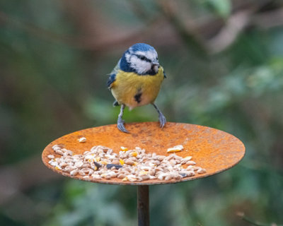 Rackhams Blue Bird Feeder Platform - Medium - Image 3