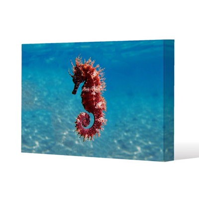 Andrew Lee Mediterranean Seahorse (Canvas Print) / 46 X 31 X 4Cm from B&Q