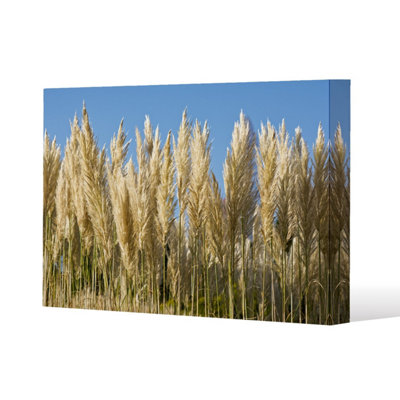 Andrew Lee Pampus Grass (Canvas Print) / 61 X 91 X 4Cm from B&Q