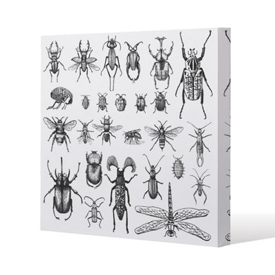 Andrew Lee Fleas Many Species In Vintage Old Hand Drawn Style (Canvas Print) / 90 X 90 X 4Cm from B&Q