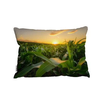 Andrew Lee Young Green Corn Growing On The Field At Sunset (Cushion) (Cushion) / 30Cm X 45Cm from B&Q