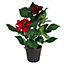 50cm Artificial Dhalia Plant Red