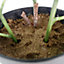 50cm Artificial Dhalia Plant Red
