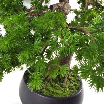 elm bonsai tree Chinese Elm Bonsai main image 0