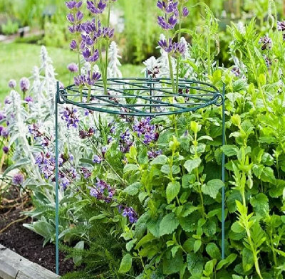 purple passion indoor plant Purple Passion Plant  Gynura aurantiaca