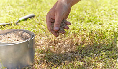 Person using their hand to sprinkle grass seed from a small metal bucket onto a bare patch of a lawn.