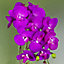 52cm Artificial Orchid Large - Purple / Gold