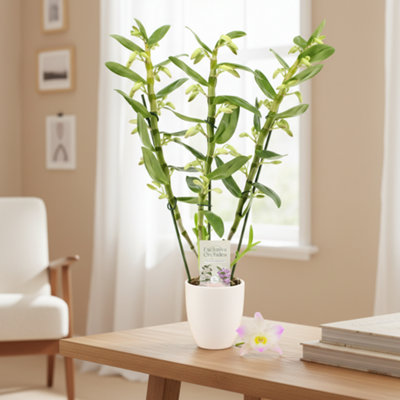  - Dendr N Sc Kumiko 3 Stem Ceramic Lotte E Pot Size 12 Cm Height 50 Dendrobium Orchid Stems,