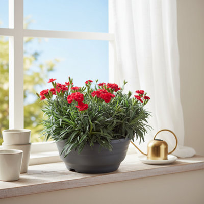 Dianthus Oscar Rood Patio Schaal Pot Size 23 Cm Height 15 Carnation Red Indoor Houseplant from B&Q