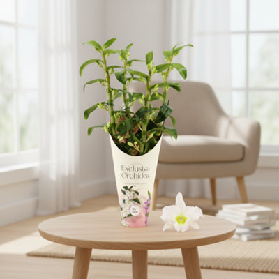  - Dendr N Sc Apollon 4 Stem Potcover Pot Size 12 Cm Height 50 Dendrobium Orchid Apollon4-Stem Cover Indoor Houseplant