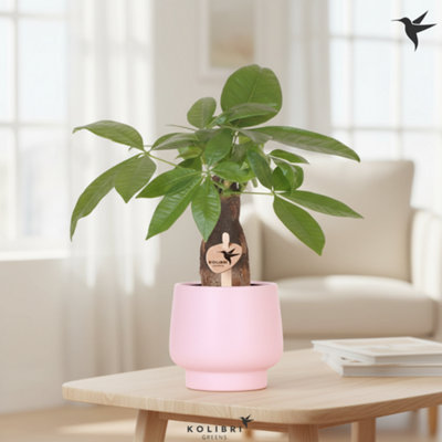  - Pachira Aquatica Ceramic Scandic Pot Size 9 Cm Height 32 Money Tree In Indoor Houseplant