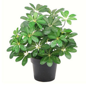 55cm Dark Green Artificial Schefflera Arboricola Plant